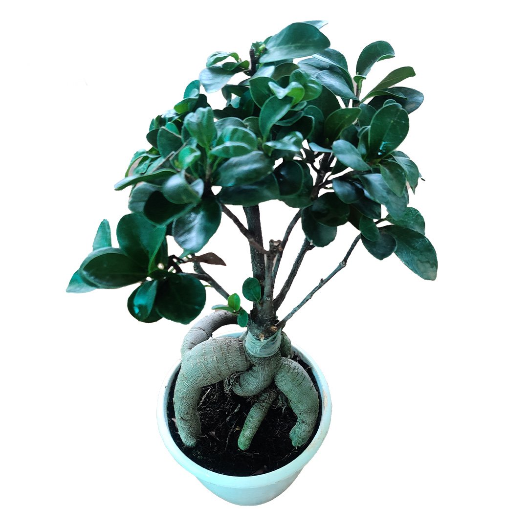 Ficus Retusa Bonsai